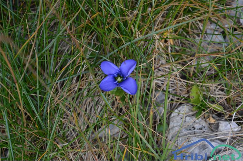 Resasti sviščevec (Gentianella ciliata)