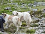 Moldeveanu-2544m -najvišja gora Romunije Pričakajo nas ovčarski psi.