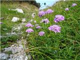 2019.08.31.17  bleščeči grintavec 