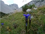 2019.08.31.118 Resasti sviscevec (Gentianella ciliata)