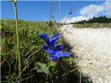 2019.09.05.113  Resasti sviščevec (Gentianella ciliata)