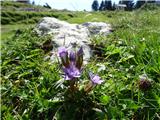 2019.09.05.131 Nemški (avstrijski?) sviščevec (Gentianella germanica)