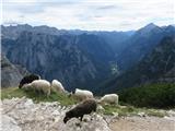 2019.09.12.238 ovce in dolina Trente