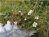 2019.09.29.75 Clusijev petoprstnik (Potentilla clusii)