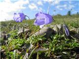 Trebušasta zvončica (Campanula cochleariifolia)