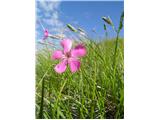 Dianthus sylvestris