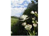 Veliki zali kobulček (Astrantia major)