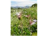 Alpska velesa (Dryas octopetala)