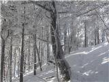 V gozdu je nastala tema od naloženega snega na vejevju