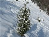 Gontarska planina, Veliki Babnik in Tošč Na Gontarski planini raste na J strani pravi brin