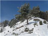 Gontarska planina, Veliki Babnik in Tošč Na Gontarsko planino 894m