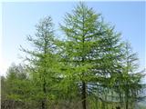 Mte.Giarolo 1473m Krasni macesni