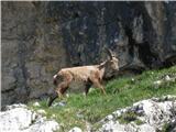 Koštrunove špice 2502m Ta se pa požvižga za mimoidoče