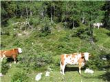 Izgubljene krave okoli Črteša že kak teden pogreša pastir