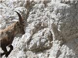 Vmesni detajl skoka Kozoroga po pečini skozi Škrbino Zadnje špranje