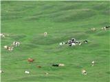 Kraljestva Pokljuke-MTB tura Krave uživajo v zelenju,še planšarji so odšli