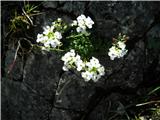 Alpska krešica (Pritzelago alpina)