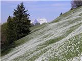 Narcise in Triglav in vam lep pozdrav.