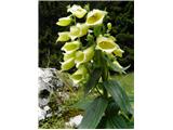 Velecvetni naprstec (Digitalis grandiflora)