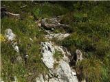 Konec ceste pod Struško (Strmela) - Planina Seča