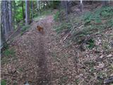 Spodnje Gorje - Planina Obranica