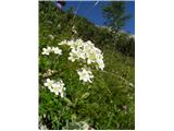 Skorjasti kamnokreč (Saxifraga crustata)