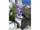 Zois' bellflower (Campanula zoysii)