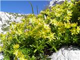 Saxifraga aizoides