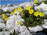 Planinski popon ali planinsko sončece (Helianthemum alpestre)