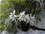 Edelweiss (Leontopodium alpinum)