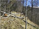 Koroška Bela (RC Kres) - Planina Stamare