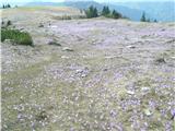 cvetoča planina Kofce