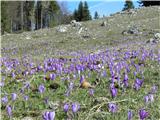 Skoraj nimaš možnosti,da nebi katerega pohodil.