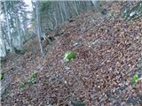 Podmežakla (Jesenice) - Snežna jama na Mežakli