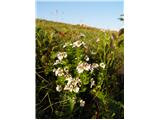 Navadna smetlika (Euphrasia rostkoviana)