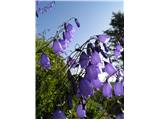 Campanula cespitosa