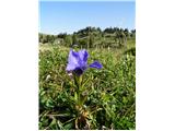 Fringed Gentian (Gentianella ciliata)