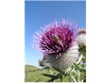 Volnatoglavi osat (Cirsium eriophorum)