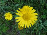 Vrbolistni primožek (Buphthalmum salicifolium)