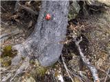 Koroška Bela (RC Kres) - Planina Stamare