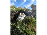 Edelweiss (Leontopodium alpinum)