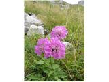 Bleščeči grintavec (Scabiosa lucida)