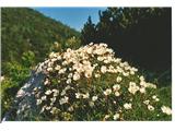 En hribček bom kupil, bom rožice sadil....Alpska velesa