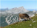 Platzwiese / Prato Piazza - Durrenstein / Pico di Vallandro