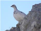 Rock ptarmigan (Lagopus mutus)