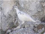 Rock ptarmigan (Lagopus mutus)