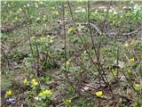 Winter aconite (Eranthis hyemalis)