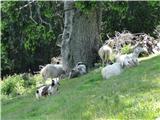 Še ovce iščejo senco...