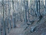 pot nas najprej pelje skozi gozd in pod nogami prijetnim šumenjem odpadlega listja