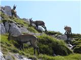 planina Pecol